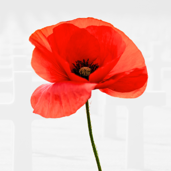 remembrance day Brays web