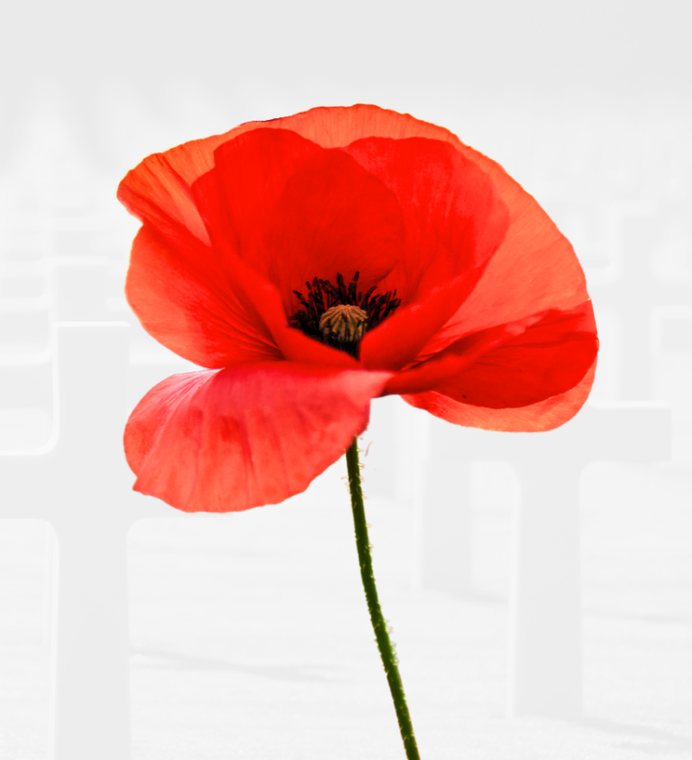 remembrance day Brays web